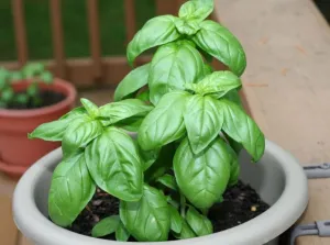 Basil - Genovese Organic (Seeds)